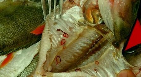 Parasitas em peixes