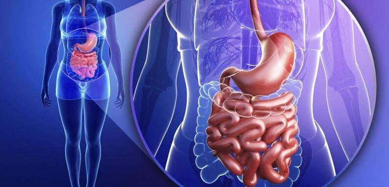 O trato gastrointestinal é humano