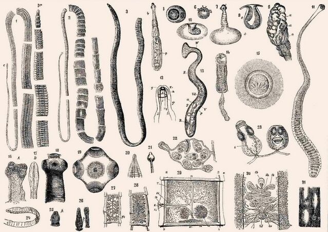 Tipos de parasitas